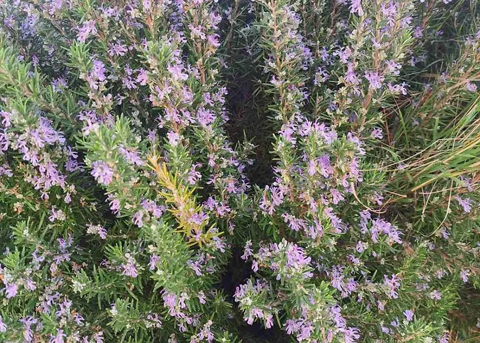 Efraim Amalia * Chalki Town